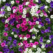 Petunie curgatoare mix (0,1 g), seminte Petunia hybrida pendula, flori mari diverse culori, Agrosem - Img 1