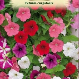 Petunie curgatoare mix (0,1 g), seminte Petunia hybrida pendula, flori mari diverse culori, Agrosem - Img 3