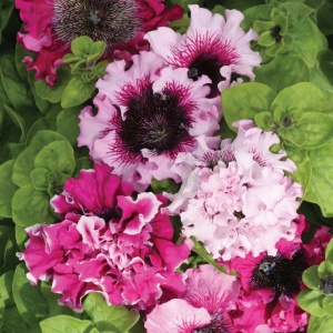 Petunie Superbissima (0,01 g) seminte Petunia hybrida flori foarte mari spectaculoase, ondulate, Mefim Agro - Img 3