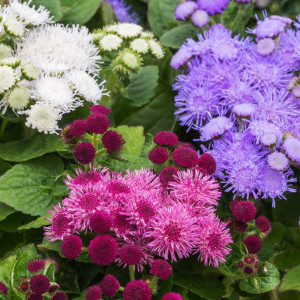 Pufuleti de gradina mix (0,2 g), seminte Ageratum mexicanum, planta decorativa anuala, flori delicate, diverse culori, Opal