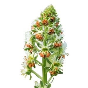 Rezeda odorata (2 g) seminte Mignonette, cele mai parfumate flori anuale din lume, Legutko