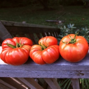 Rosii Beefmaster F1 (0,3 g) seminte hibrid nedeterminat de tomate gigant, carnoase, ferme, dulci, rezistente, Prima Sementi - Img 2