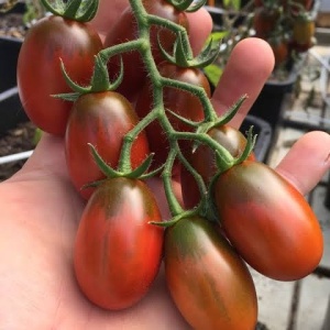Ciorchine bogat de roșii Black Plum, de formă ovală și culoare roșu-mahon închis