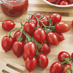 Rosii cherry Principe Borghese (2 g), seminte soi italian semideterminat, tomate cherry gust deosebit, Raci Sementi - Img 3