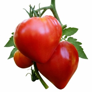 Rosii Okorsziv - Inima de Bou (0,5 g) seminte soi semitardiv nedeterminat, tomate mari, suculente, Kertimag