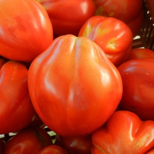 Rosii Pearson sel d'Albenga F1 (0,3 g) seminte tomate mari, usor costate, pulpa ferma cu gust autentic, hibrid italian nedeterminat, Prima Sementi - Img 2