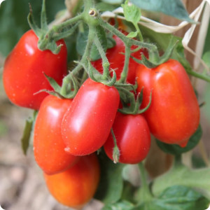 Rosii Roma (0,7 g), seminte soi semitimpuriu determinat, tomate ovale, gust placut, Prima Sementi - Img 1