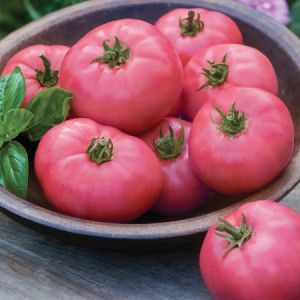 Rosii roz (0,3 g), seminte soi semitimpuriu nedeterminat, tomate roz mari, miez foarte zemos, gust deosebit, Agrosem