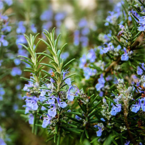 Rozmarin (0,05 g), seminte planta medicinala si aromatica Rozmarinus officinalis, Agrosem