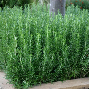 Rozmarin (0,1 g) seminte planta aromatica decorativa, condiment si medicinala, Opal