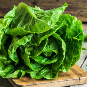 Salata Kagraner Sommer 2 (6 g), seminte soi rezistent la caldura, frunze fragede, suculente, Raci Sementi - Img 3
