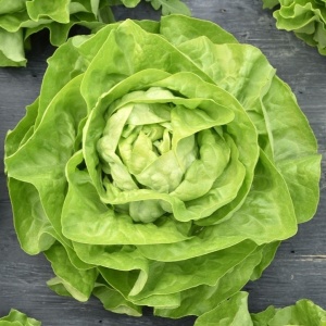 Salata Michalina (1 g) seminte soi salata de vara, capatani mari, frunze fragede, usor gofrate, Legutko