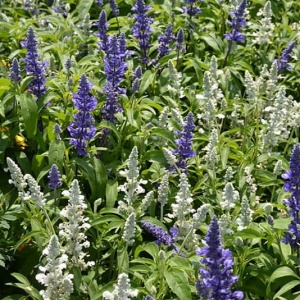 Salvia farinacea Victoria Blue & White în grădină