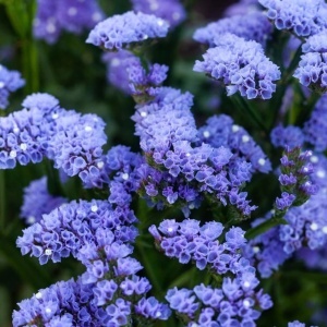 Saraturica albastra (5 g) seminte Limonium sinuatum rezistenta la seceta, flori albastre pentru uscare, Kertimag - Img 2