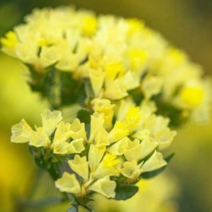 Saraturica galbena (0,5 g) seminte Limonium sinuatum rezistenta la seceta, flori colorate pentru uscare, Kertimag - Img 5
