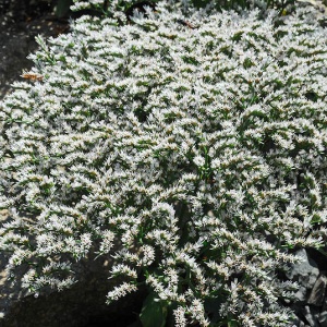 Saraturica perena (0,2 g) seminte Limonium tataricum, flori albe pentru uscare si stancarii, Kertimag - Img 3