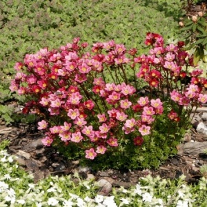 Saxifraga mix (0,1 g) seminte Saxifraga arendsii perena acoperitoare de sol, inflorire abundenta, Opal - Img 3
