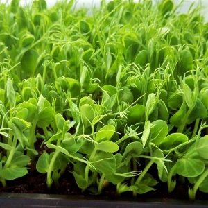 Seminte pentru germeni de Mazare (50 g) seminte pentru micro-plante cu gust de mazare dulce, proaspata, Kertimag
