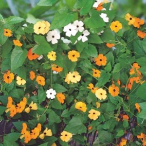 Susana cu Ochi Negri (0,5 g) seminte Thunbergia alata, flori delicate, culori pastel, Kertimag
