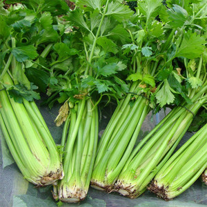 Telina de petiol Tall Utah (1 g), seminte soi telina petiol lung, gros, fara fibre, Kertimag