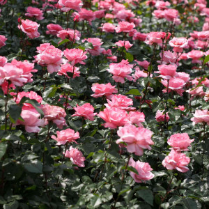 Trandafir Queen of England (1 butas), trandafiri premiati, flori mari, roz fin, parfum deosebit, Yurta - Img 6