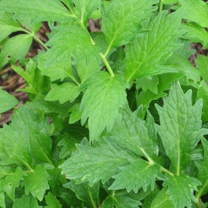Valeriana (1 g) seminte planta medicinala si aromatica Valeriana officinalis, Prima Sementi - Img 4