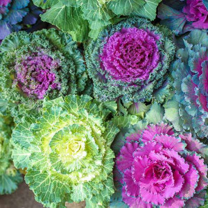 Varza decorativa amestec de culori (0,5 g), seminte plante ornamentale anuale Brassica oleracea, frunze colorate, Kertimag - Img 3