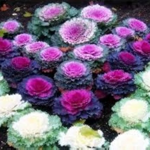 Varza decorativa - Kapusta Ozdobna (0,5 g) seminte Brassica oleracea, frunze extrem de frumoase, diverse culori, Legutko - Img 3