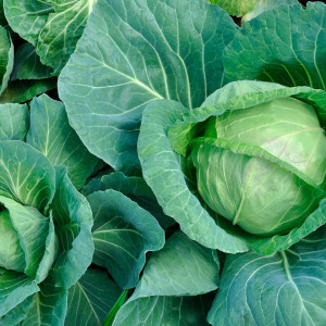 Varza Istrita (1,5 g), seminte soi varza de toamna, Mefim Agro