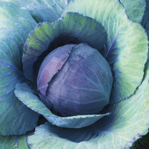 Varza rosie Langedijker Bewaar (1 g), seminte soi tardiv, varza rosie compacta, crocanta, Agrosem