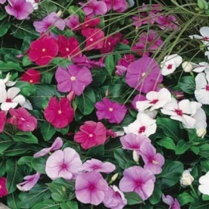 Vinca mix (0,25 g) seminte Catharanthus roseus, inflorire abundenta pana toamna tarziu, Kertimag - Img 5