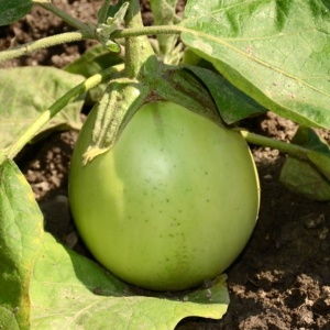 Vinete verzi Uspeh (1 g) seminte soi semitimpuriu foarte productiv, pulpa alba, seminte putine, Opal - Img 3