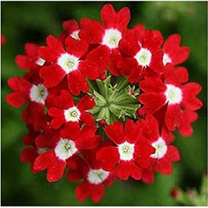 Werbena ogrodowa (0,3 g) seminte Verbena hybrida nana, flori superbe rosii cu ochi albi, Legutko - Img 3