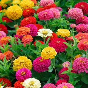 Zinnia - Carciumarese Elegans mix (0,7 g) seminte Zinnia elegans Lilliput, flori culori aprinse, Opal - Img 5