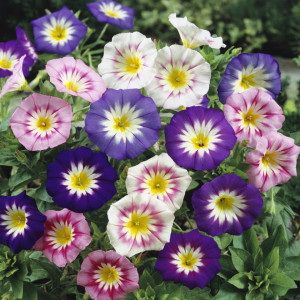 Zorele pitice amestec de culori (2 g), seminte planta anuala Convolvulus tricolor, Kertimag - Img 2