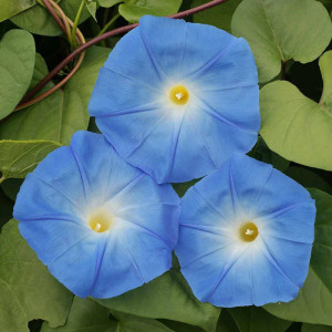 Zorele urcatoare albastru deschis (2 g), seminte planta ornamentală Ipomoea tricolor cataratoare, Kertimag