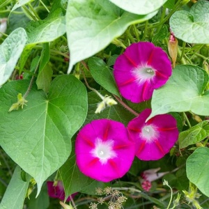 Zorele Crimson Rambler cu frunze verzi