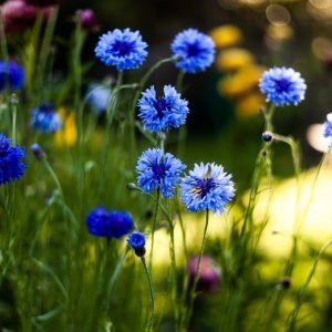 Albastrele (1 g) seminte Centaurea cyanus, flori albastre melifere, inflorire abundenta, Prima Sementi