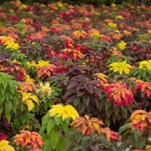Amaranthus gangeticus mix