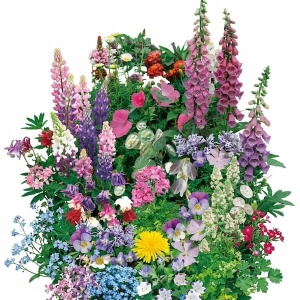 Amestec de flori pentru umbra - Cieniolubnych (1 g) seminte de plante cu flori pentru zone umbrite, Legutko