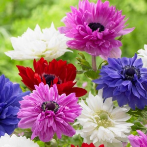 Anemone St. Brigid mixed (10 bulbi) bulbi anemone delicate, flori batute, divers colorate, Kertimag - Img 2