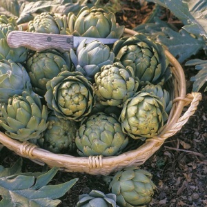 Anghinare Gros Vert de Laon (1 g) seminte anghinare soi traditional francez, calitati superioare, capatani mari, gust rafinat, Legutko - Img 2