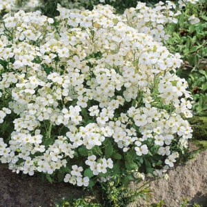 Arabis alba - Gesiowka alpejska (0,3 g) seminte Arabis alpina perena acoperitoare de sol, flori mici alb pur, Legutko