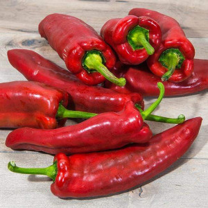 Ardei gras lung Marconi Rosso (0,7 g), seminte ardei soi semitimpuriu, fructe suculente, gust dulce foarte placut, Prima Sementi - Img 2