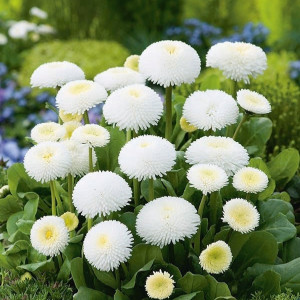Banutei albi batuti (0,2 g), seminte Bellis perennis, flori albe duble, Kertimag - Img 2