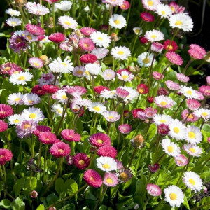 Banutei amestec de culori (0,125 g), seminte paralute Bellis perennis, planta decorativa perena, Kertimag