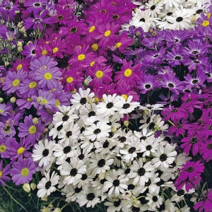 Banutei australieni mix (0,1 g), seminte plante decorative Brachycome iberidifolia, flori stelate, culori fine, Agrosem
