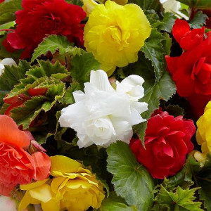 Begonie Double Mixed (3 bulbi), bulbi begonii flori duble, diverse culori, Agrosem