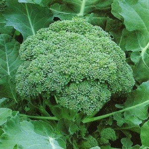 Broccoli Calabrese (1,5 g), seminte soi semitimpuriu, capatani mari, netede, verde inchis, Agrosem