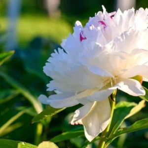 Bujori White (1 bulb) bulbi bujori chinezesti flori parfumate mari, batute, culoare alba, Kertimag - Img 3
